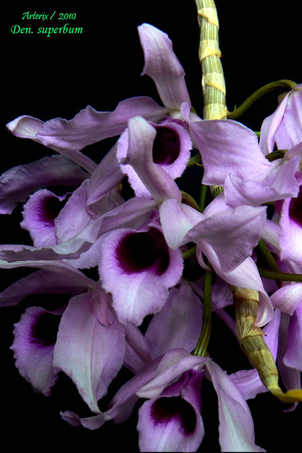 dendrobium_superbum_012.jpg