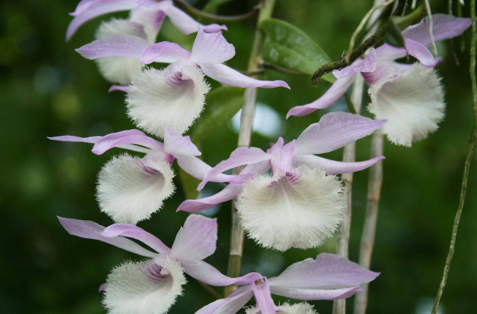 DendrobiumAphyllum.jpg