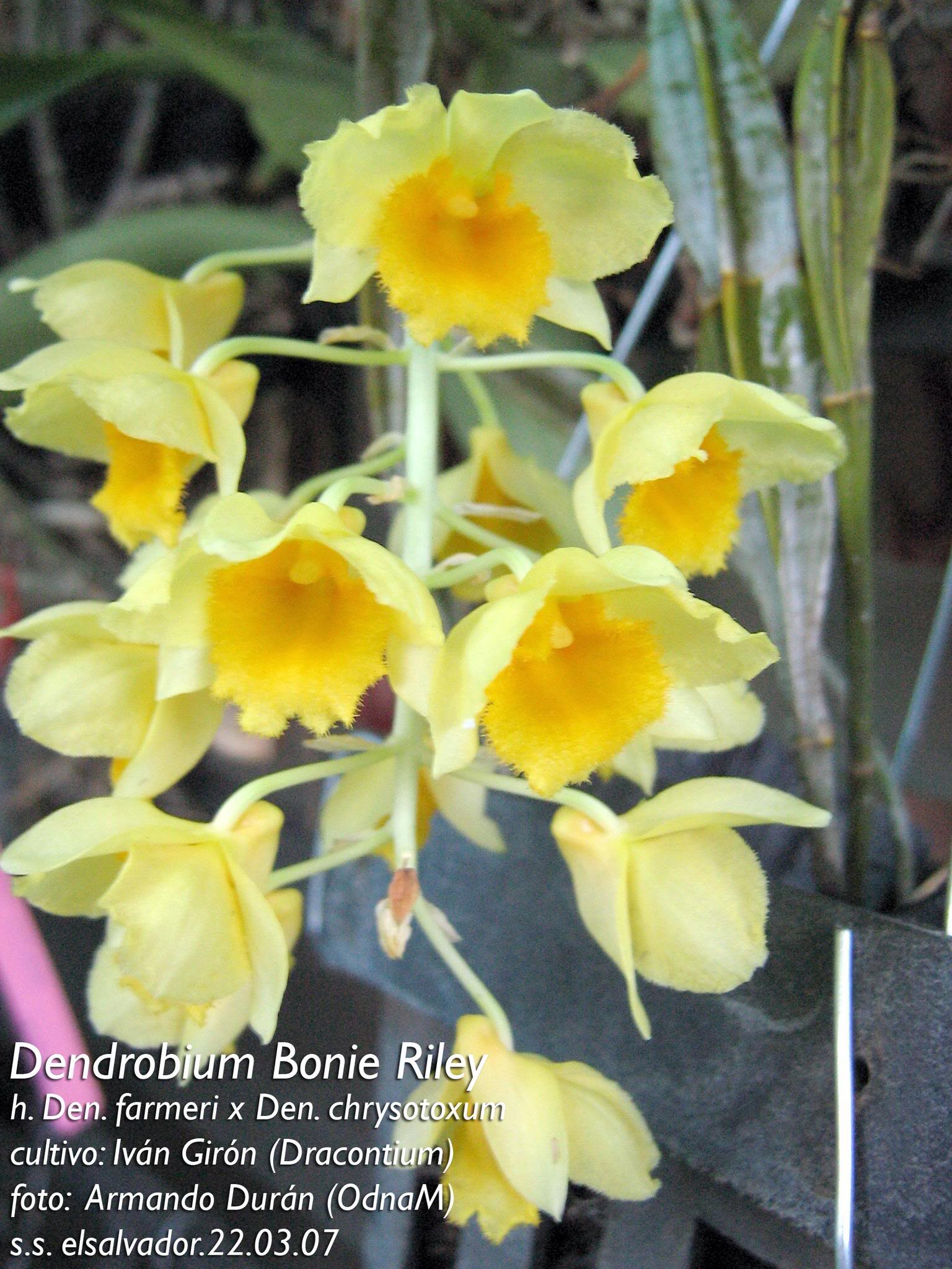 DendrobiumBonieRiley.jpg