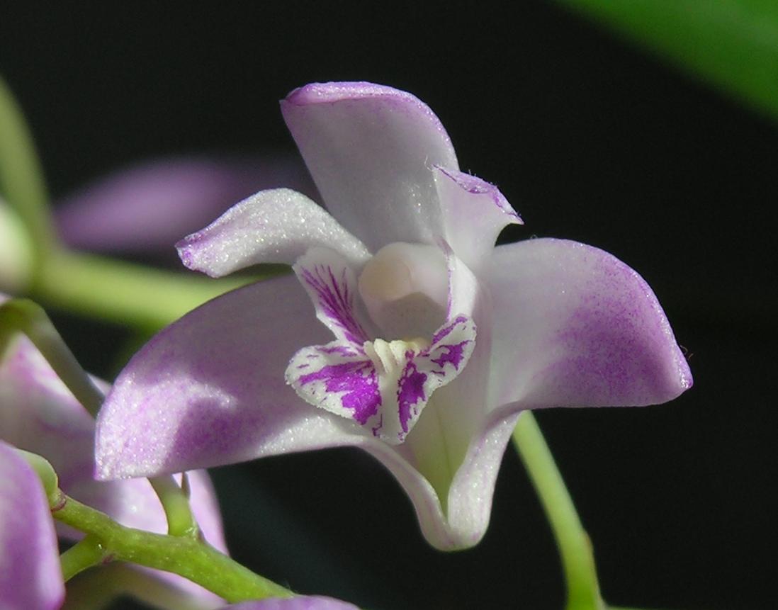 DendrobiumKingianum12.JPG