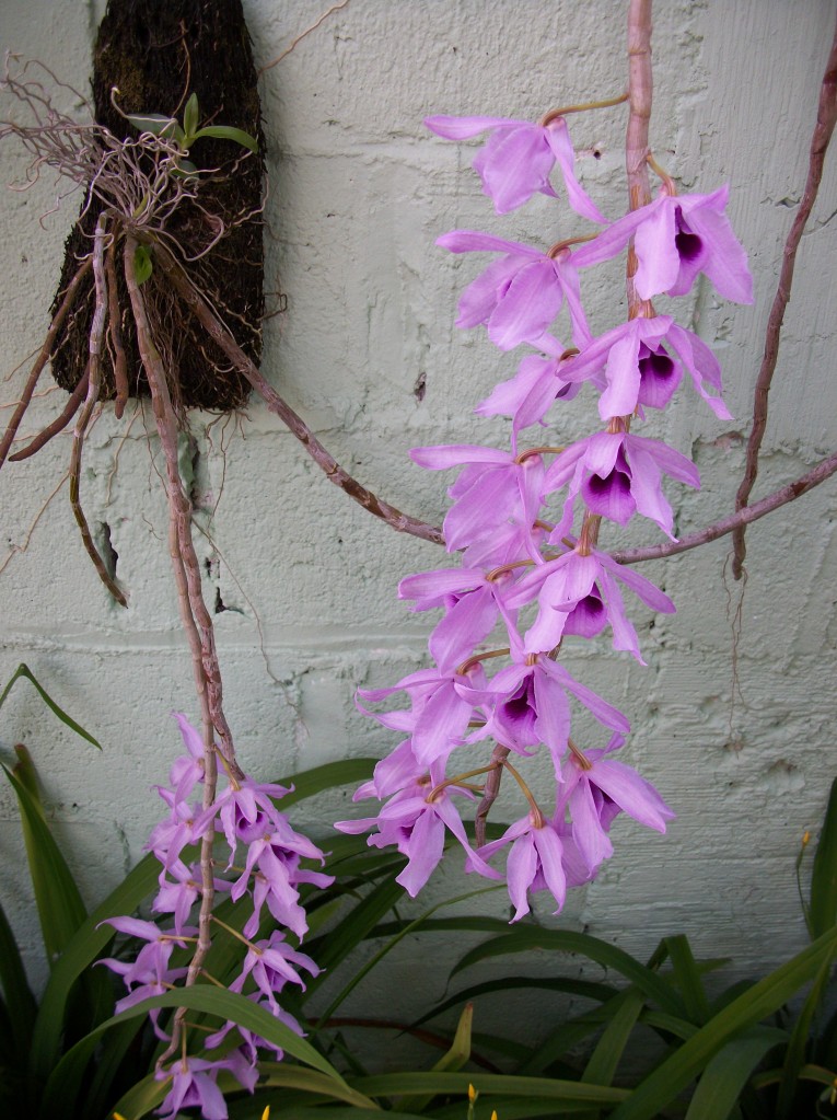 Dendrobiumsuperbum5.jpg