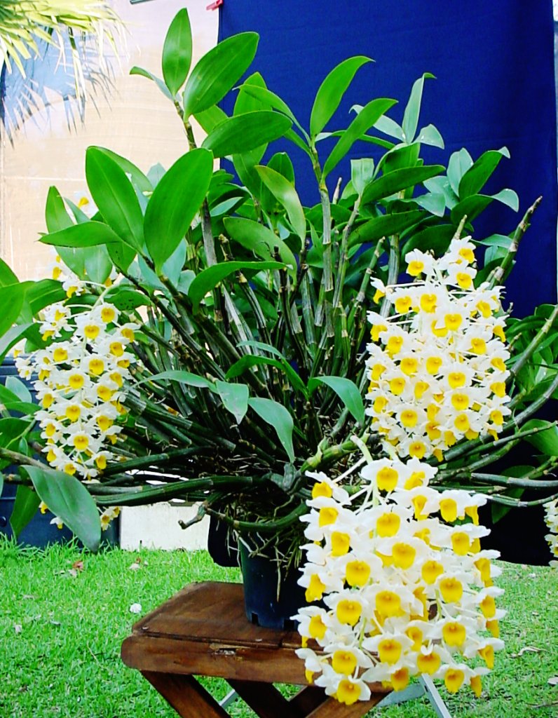 DendrobiumThyrsiflorum09CropResize.jpg