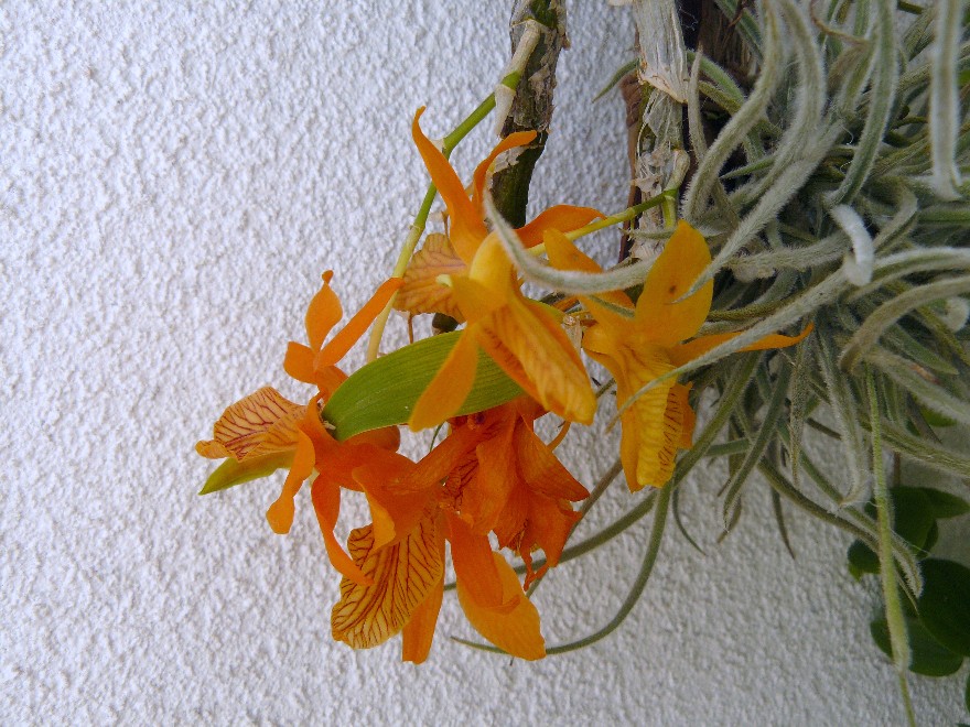dendrobiumunicum.jpg