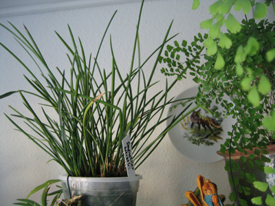 dendrochillum.jpg