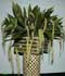 dendrochilum.jpg