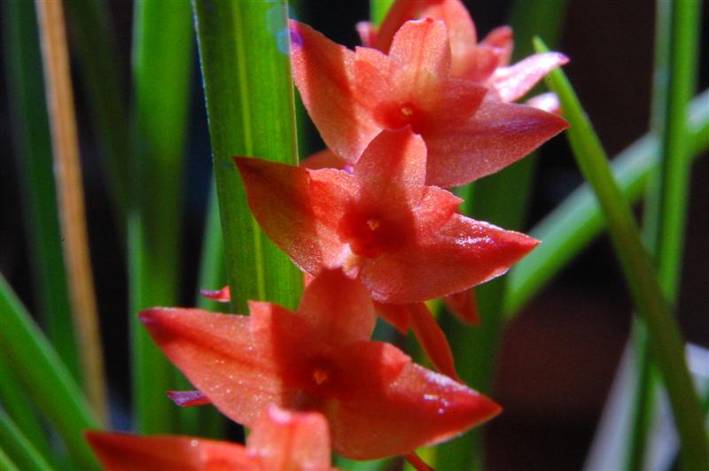 dendrochilum_Medium_.JPG