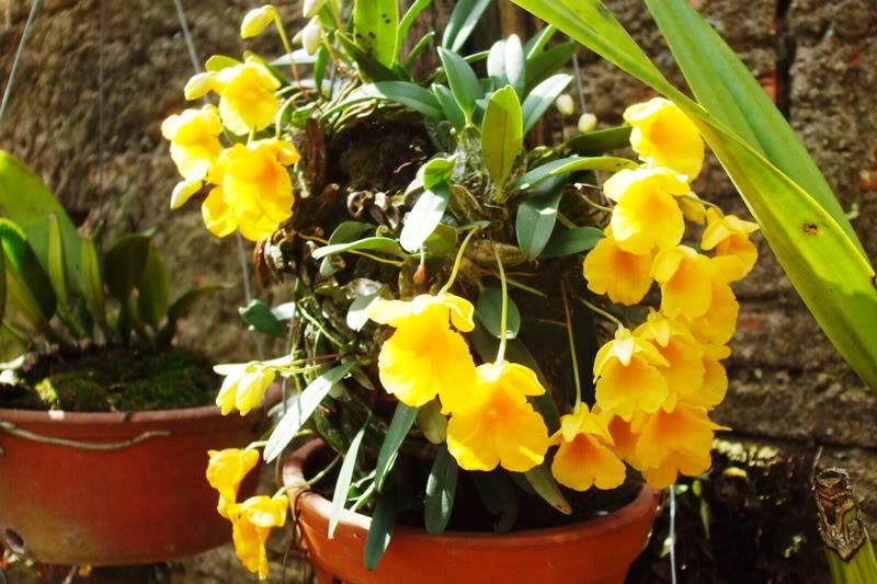 dendrojenkisii.jpg