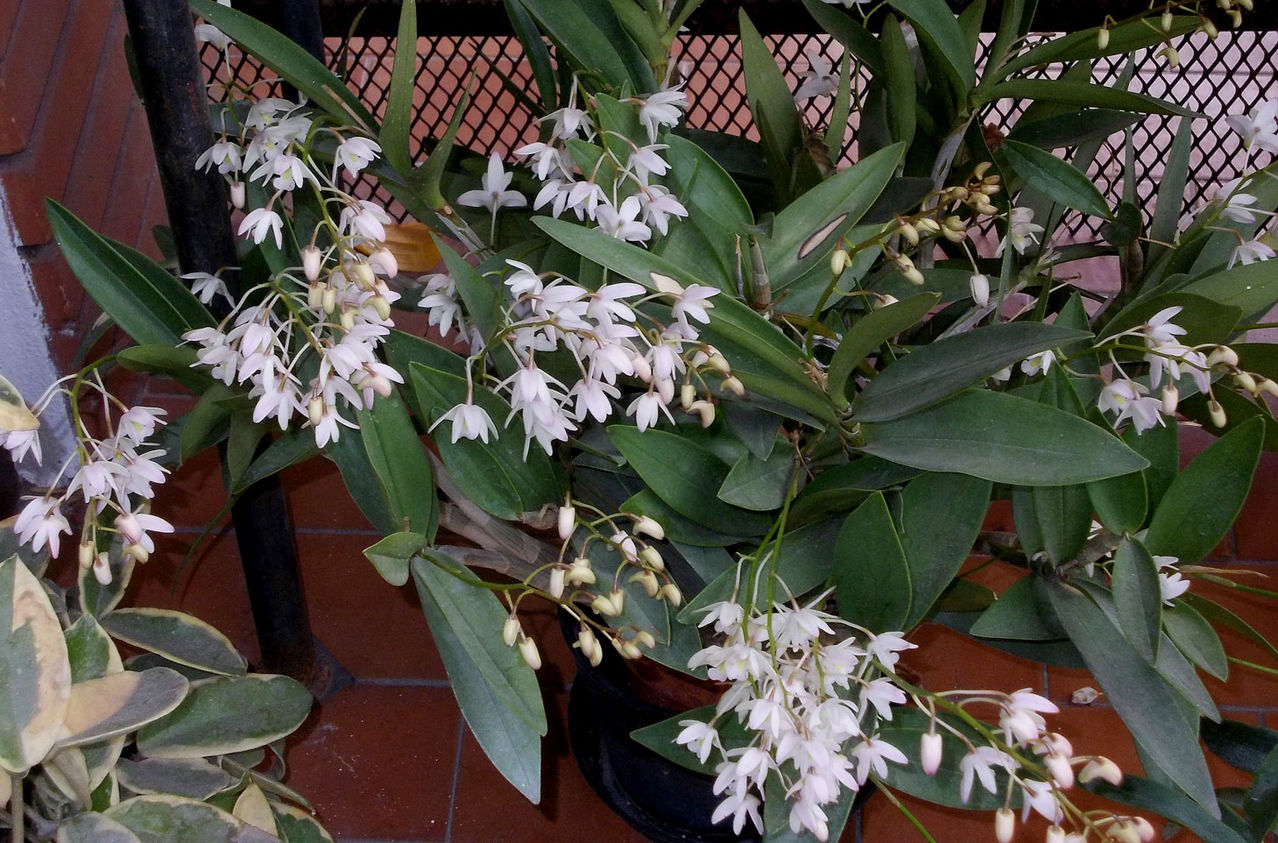 dendroking2013.jpg