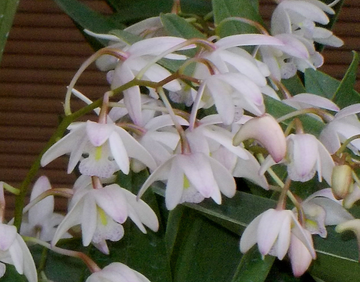 dendroking22.jpg