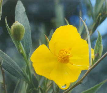 Dendromecon_rigida_%28NPS%29.jpg