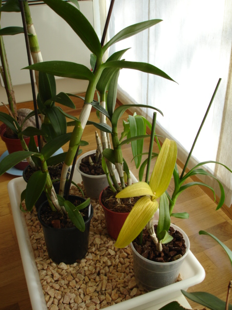 Dendrophal amarillo 1_1.JPG