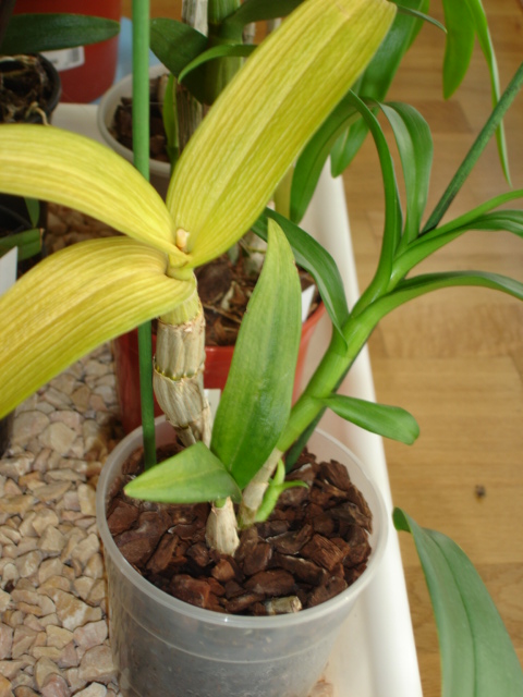 Dendrophal amarillo 1_2.JPG