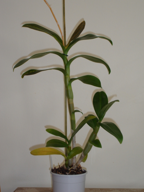Dendrophal amarillo 2_1.JPG