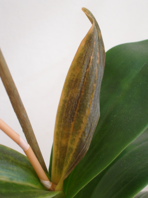 Dendrophal amarillo 2_2.JPG