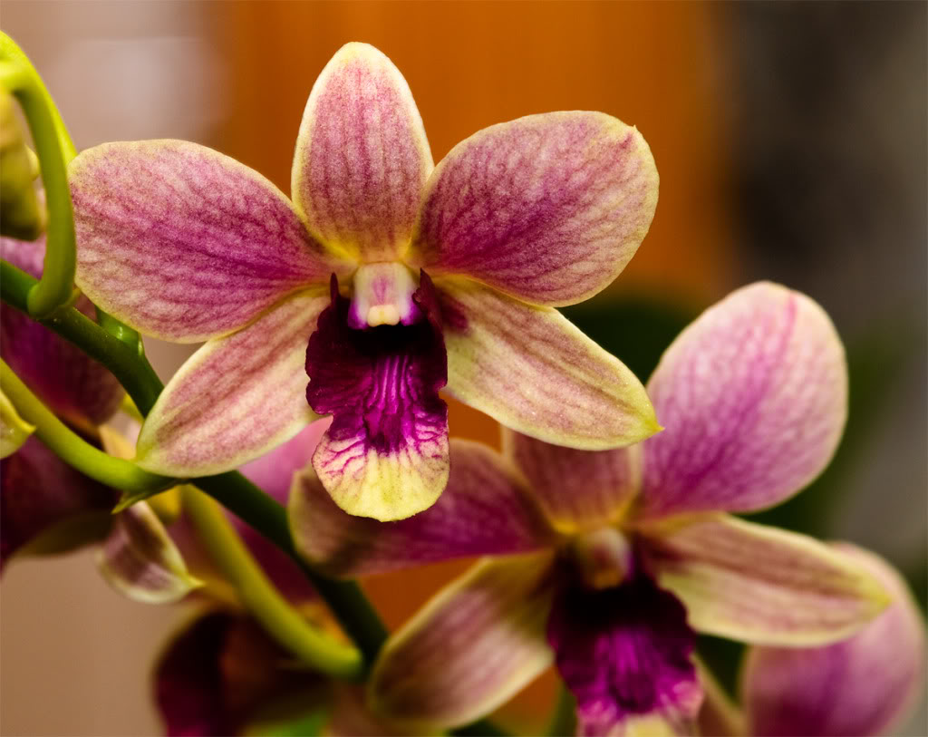dendrophal.jpg