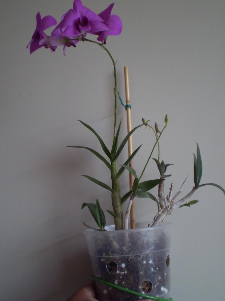Dendrophal126_zpsff31e457.jpg