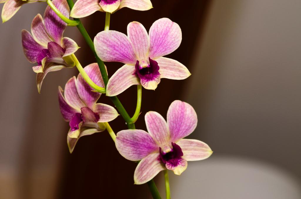dendrophal2.jpg