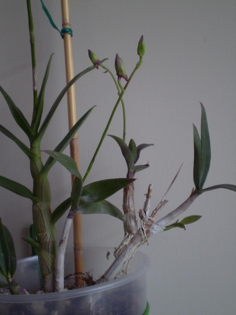 Dendrophal226_zps29f69f66.jpg