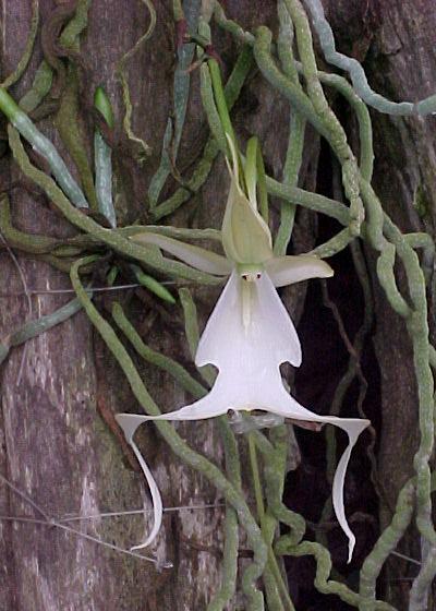 Dendrophylax_Funal__Ghost_Orchid_.jpg