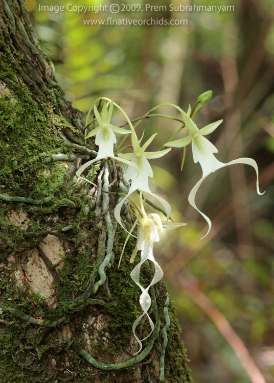 dendrophylax_lindenii_five_flowered_plant.jpg