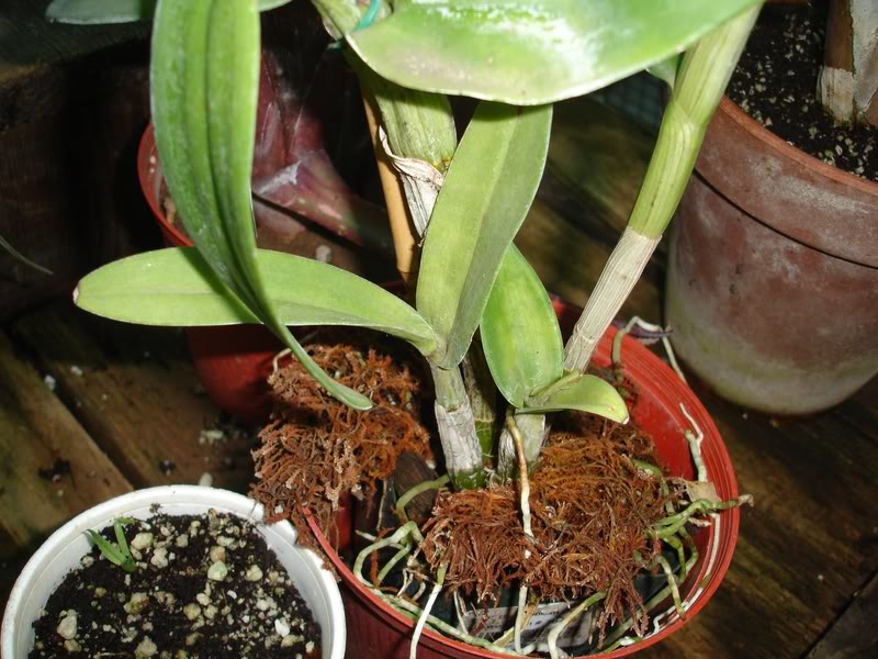 dendropocho2.jpg