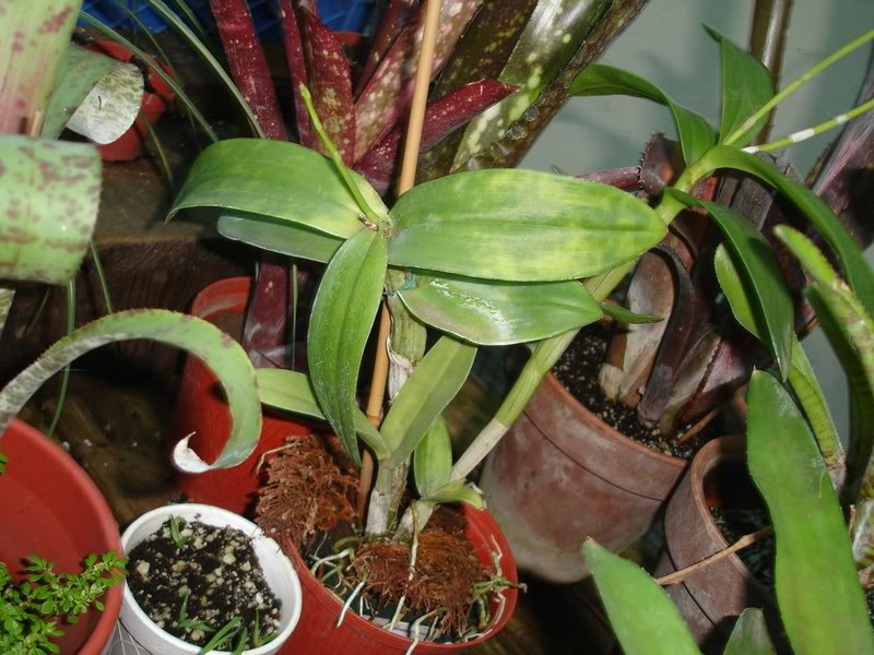 dendropocho3.jpg
