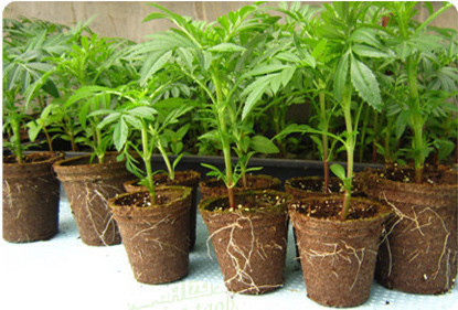 dening-supplies-6-6-cm-20-PCS-lot-Jiffy-seedling-pot-nutrition-biodegradable-seedling-POTS-small.jpg