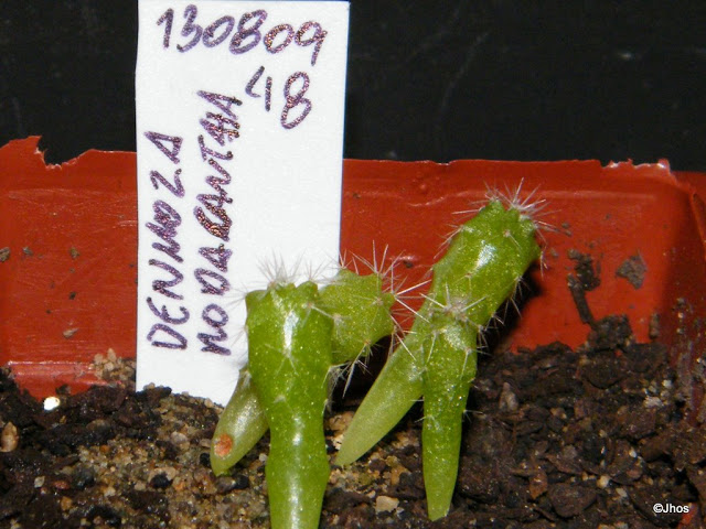 Denmoza%20Rhodacantha%20048%2020091126%20.jpg