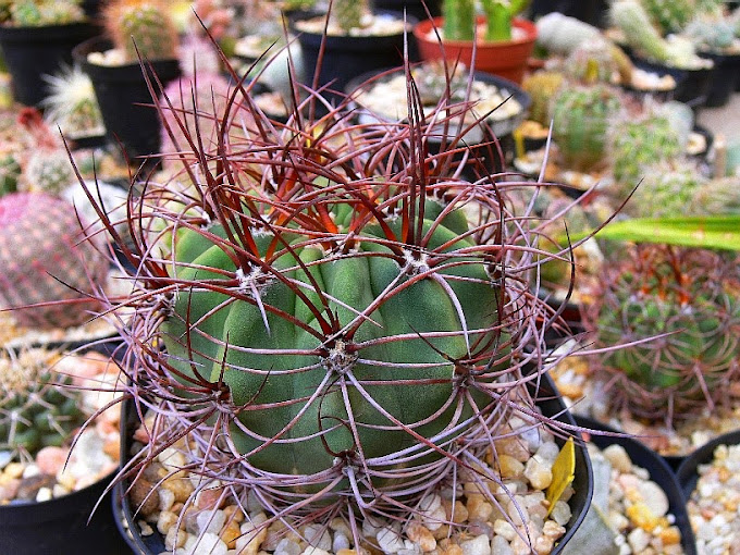 Denmoza%2Brhodacantha.jpg