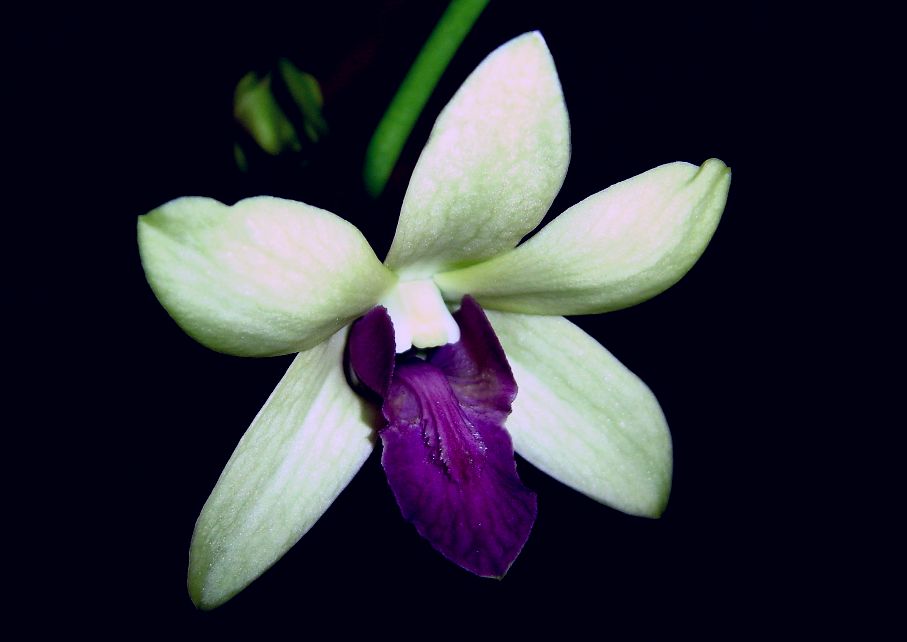 denphal%20madame%20vipa.jpg