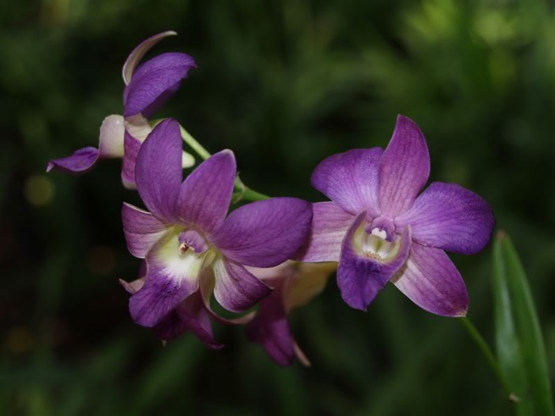 denphal106.jpg