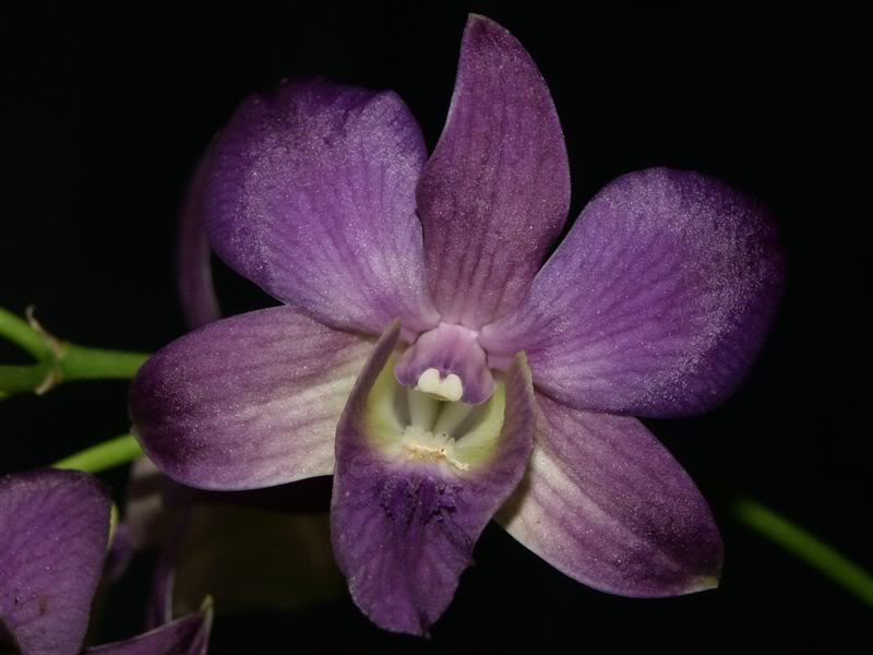 denphal19.jpg