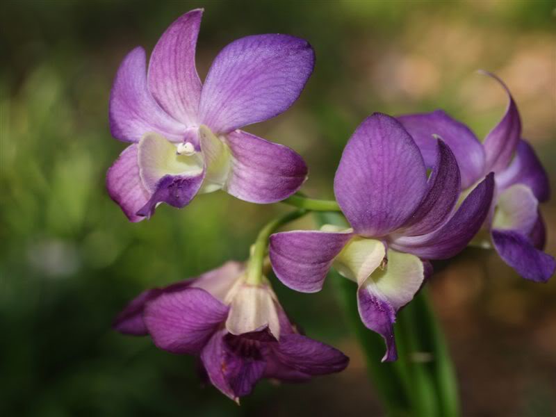denphal94.jpg