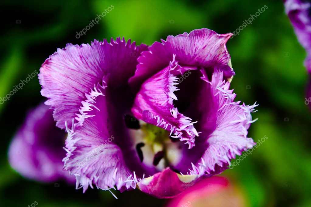 depositphotos_10685368-stock-photo-beautiful-viola-fower-in-close.jpg