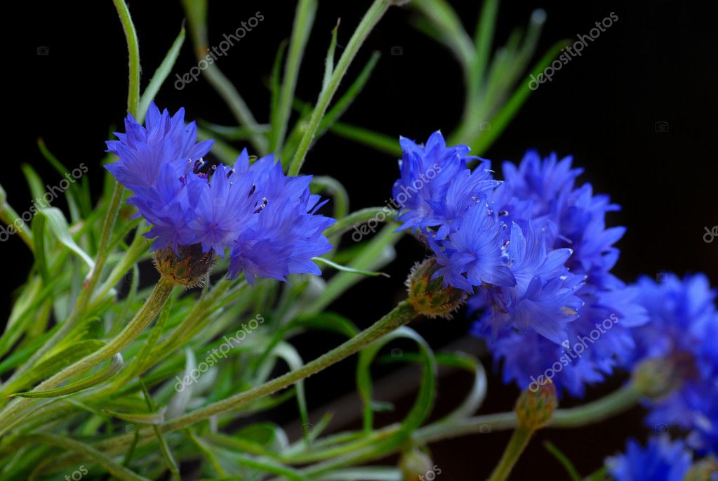 depositphotos_11413235-stock-photo-beautiful-cornflowers.jpg