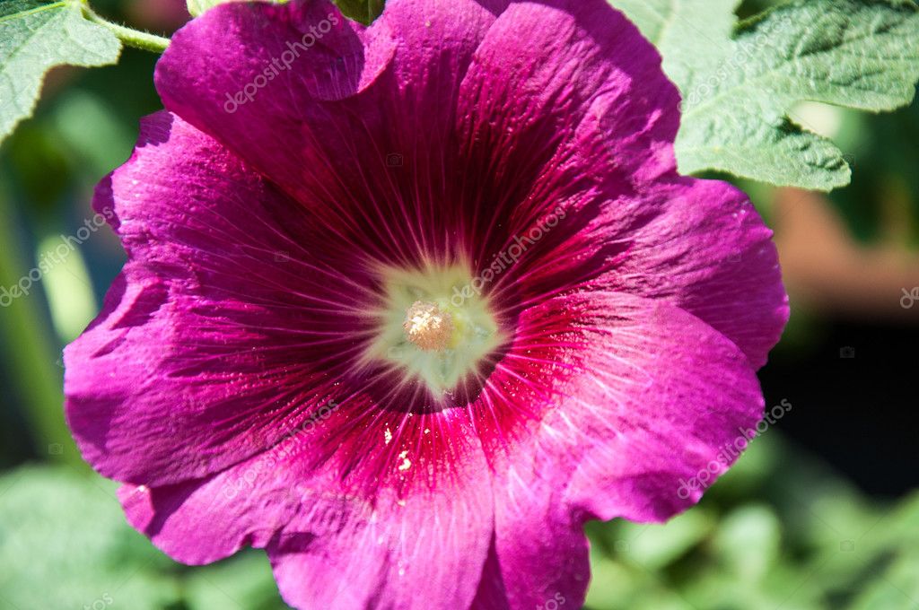 depositphotos_115420520-stock-photo-malva-flower-light-violet.jpg