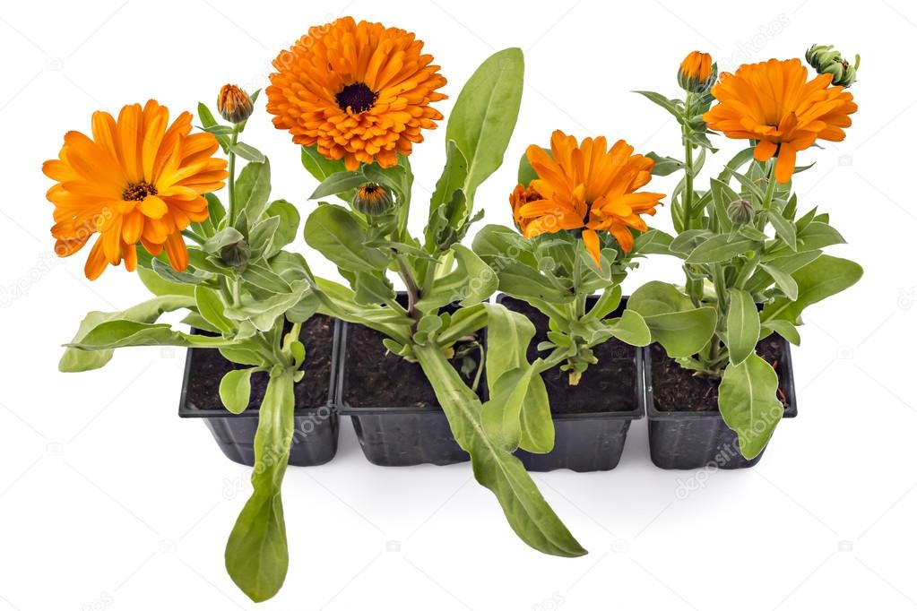 depositphotos_115752096-stock-photo-marigold-flower-calendula-officinalis.jpg