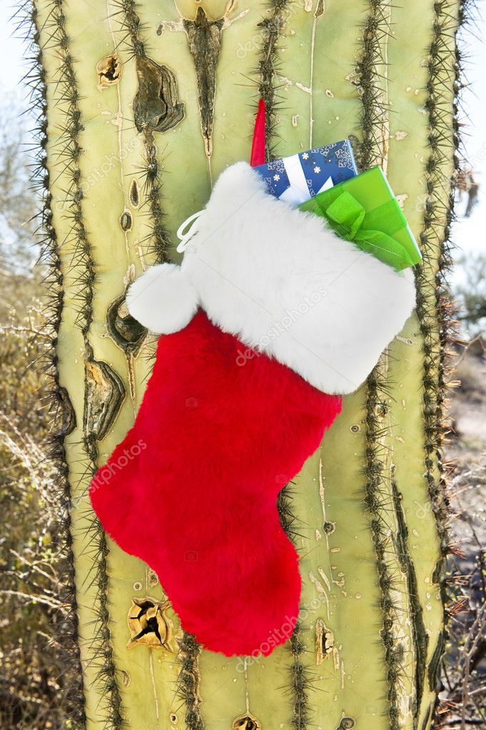 depositphotos_12881833-Christmas-stocking-on-cactus.jpg