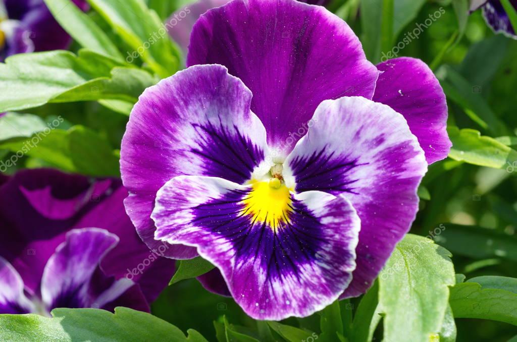 depositphotos_130334568-stock-photo-viola-tricolor-closeup.jpg