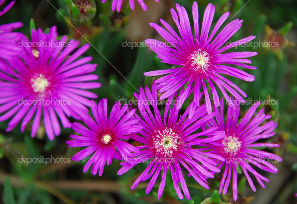 depositphotos_13376801-stock-photo-pink-succulent-flower.jpg
