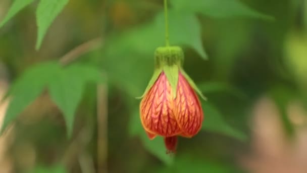 depositphotos_187790204-stock-video-abutilon-pictum-commonly-known-redvein.jpg