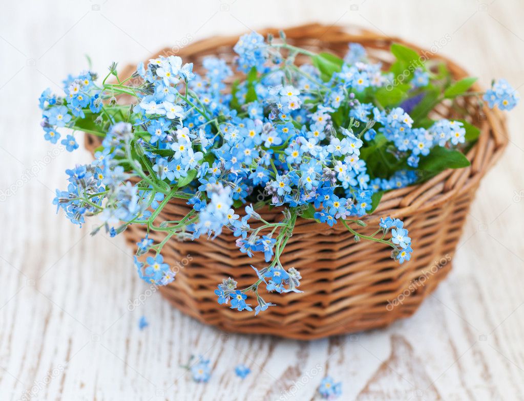 depositphotos_25851089-stock-photo-bunch-of-forget-me-nots.jpg