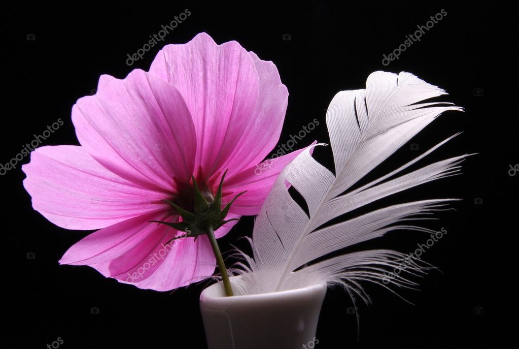 depositphotos_2593206-stock-photo-wellness-cosmea-flower.jpg