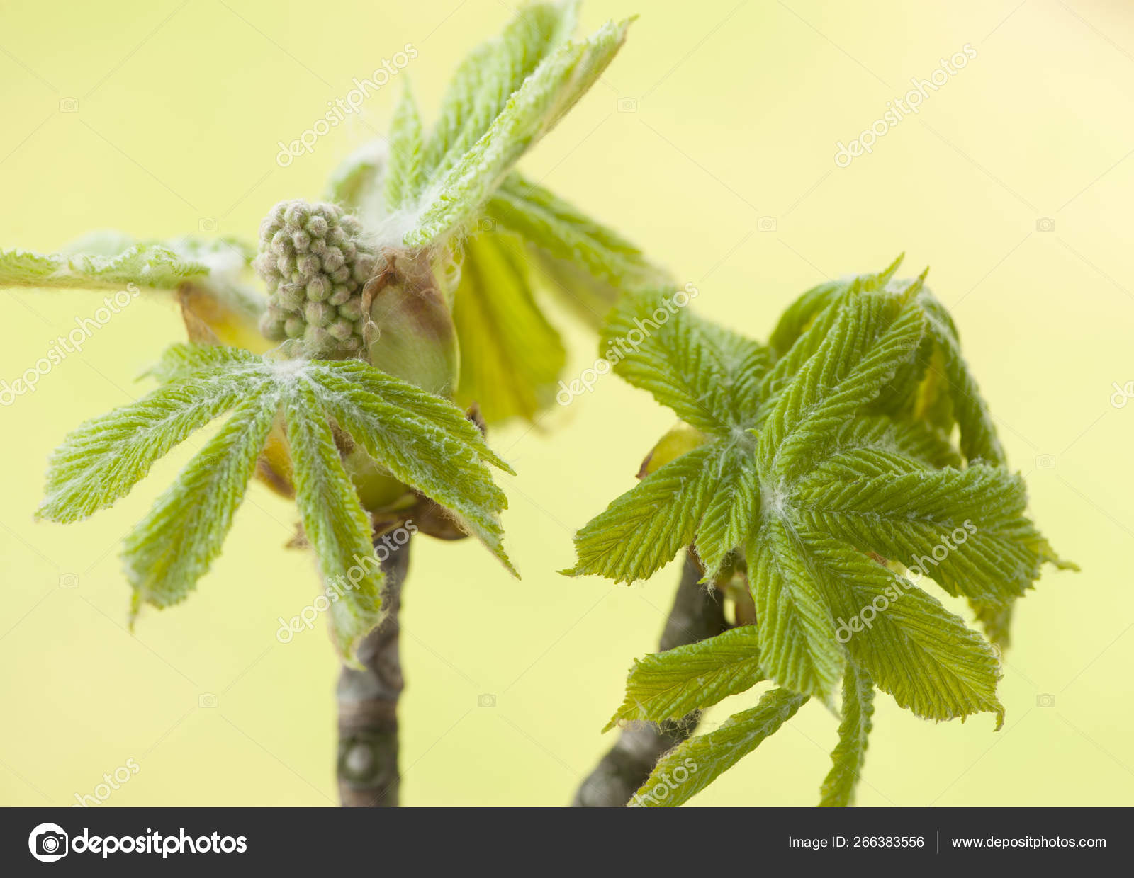depositphotos_266383556-stock-photo-horse-chestnut-leaves-early-spring.jpg