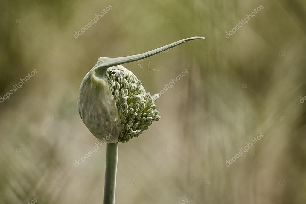 depositphotos_34226259-stock-photo-allium-sativum-flower-of-the.jpg