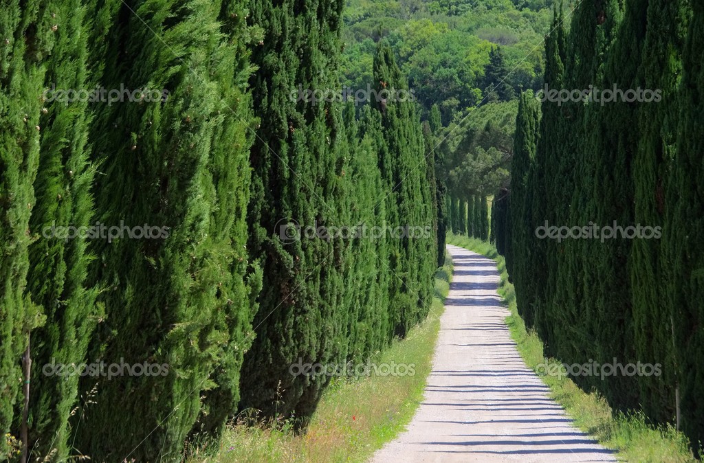 depositphotos_35008045-stock-photo-cypress-avenue.jpg