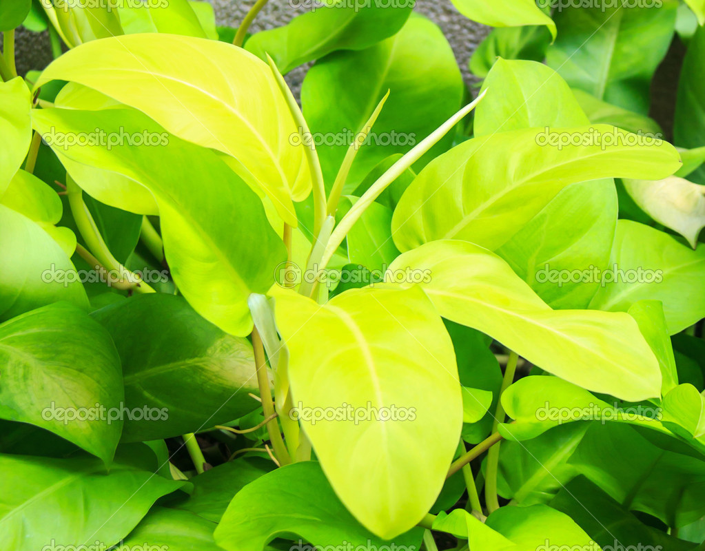 depositphotos_35127925-ARACEAE-Philodendron-Philodendron-cv.-Lemon-Lime.jpg