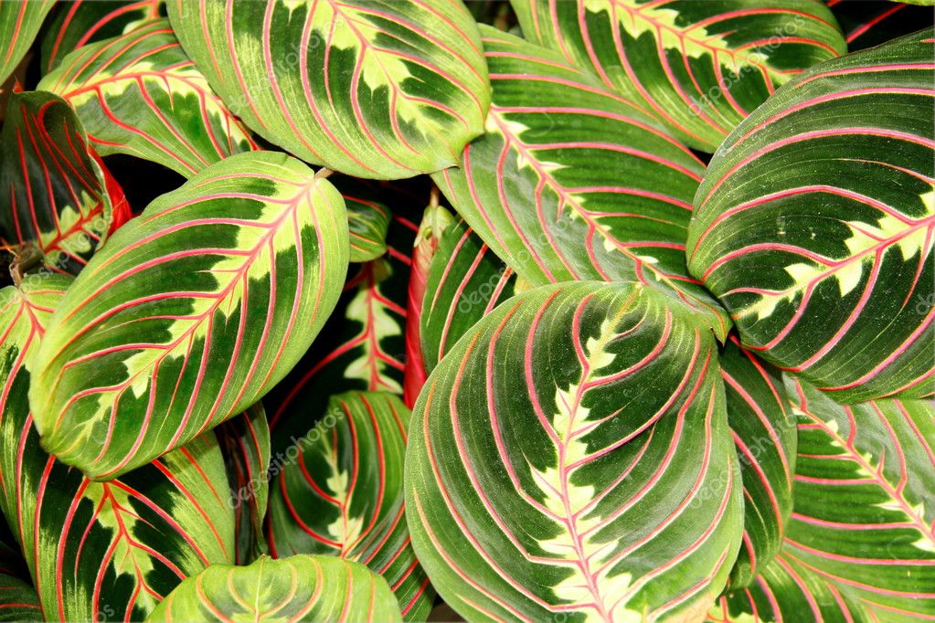 depositphotos_7507521-stock-photo-maranta-leuconeura-var-erythroneura.jpg