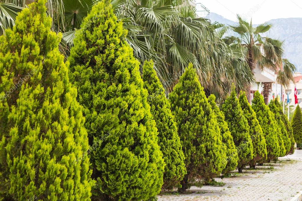 depositphotos_87120644-stock-photo-avenue-of-cypresses.jpg