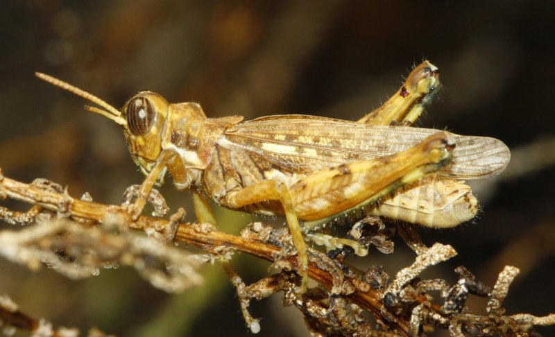 Dericorys%20carthagonovae_3544.jpg
